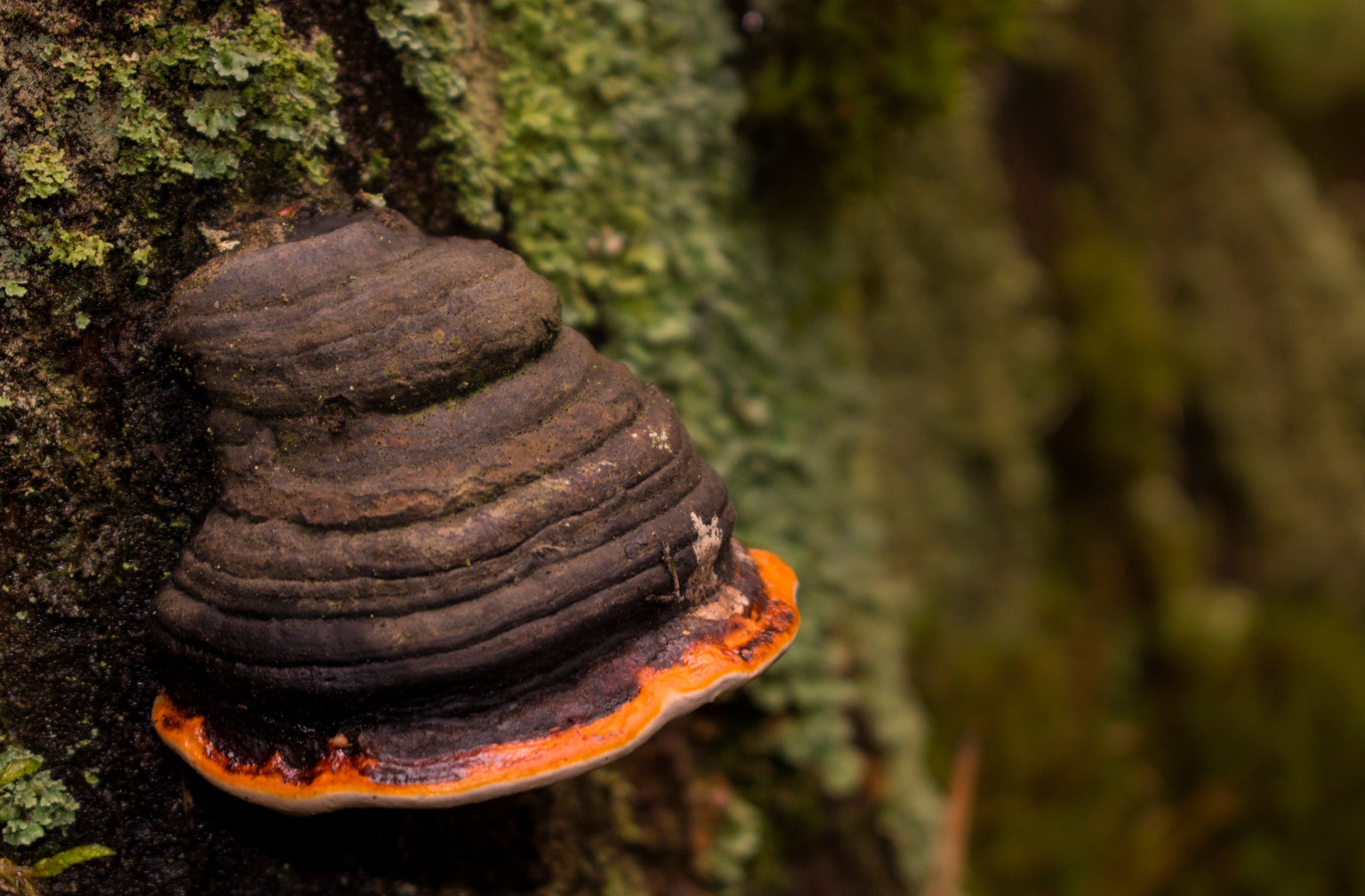 Wild Foraged Mushrooms